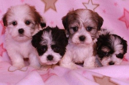 havanese puppies in san francisco